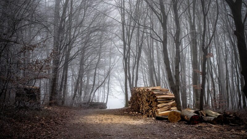 A shining light on a pile of wood in the middle of a misty forest.